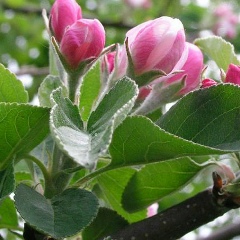 Ольга Неронова, 16.04, Волжск