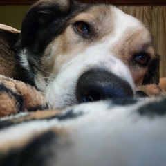 Тони Монтана, 25.05.1988, Киев