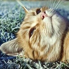 Константин Пузик, 16.10, Киев