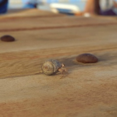 Антон Терехов, Киев