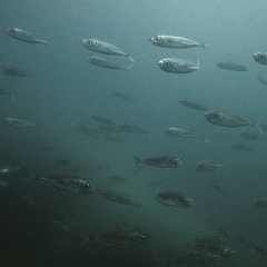 Александр Плакся, Севастополь