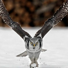 Дарья Филина, 24.11.1982, Санкт-Петербург