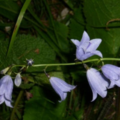 Талгат Аминов, 10.02.1980