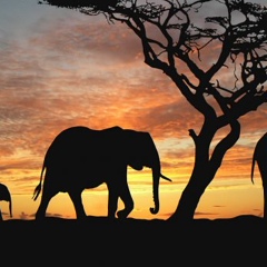 Диана Шатверова, 25.07.1988, Москва