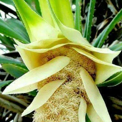 Ko-Ko-Aung Electronic-Amp-Mobile, 01.02.2004