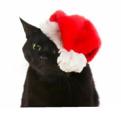 Юлия Елизарова, Вологда