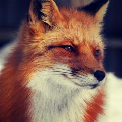 Олеся Ляшилова, 31.07, Санкт-Петербург