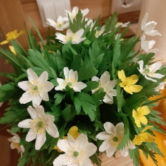 Юлия Бабасёва, Великий Новгород