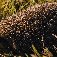 Ирина Гафарова, 30.11