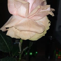 Иришка Орешкова, 26.03, Москва