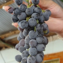 Гюльчин Гасанова, 03.07, Волгоград