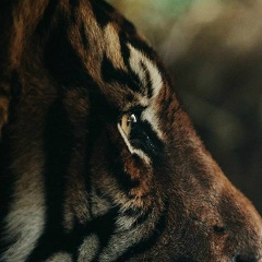 Dmitriy Nikolaevich, 02.04.1998