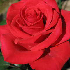 Асыл Найманова, 28.11.1991, Алматы