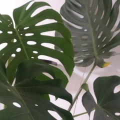 Олег Минский, 01.01.2001, Минск