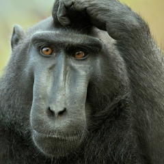 Павел Петриченко, 01.01.1901