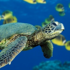 Валера Петров, 07.01.1901, Санкт-Петербург