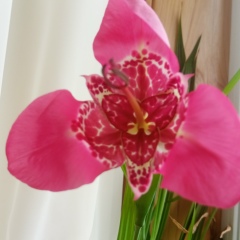 Ольга Антипова, 04.03.1978