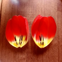 Екатерина Колесова, Москва