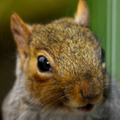 Руслан Зельников, 19.05.1982, Кемерово