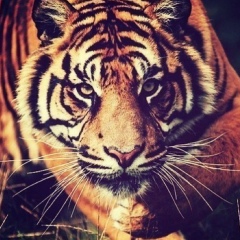 Ажарка Джезмурзина, 14.10.1992, Ленгер