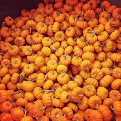 Элина Павлухина, 30.06, Austin