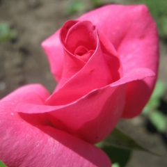 Наталия Гулевская, Луганск