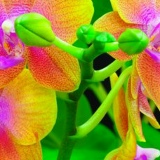 Яна Чорная, Борисполь