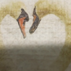 Сергей Смирнов, 27.07, Санкт-Петербург