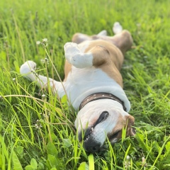 Денис Денисов, 26.08, Beograd