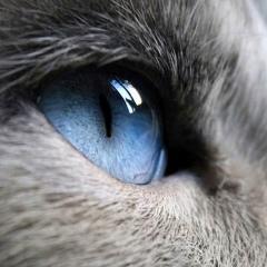 Виктория , Санкт-Петербург