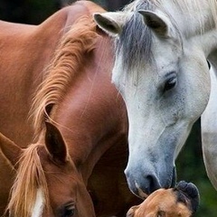 Юрий Фенченко, 20.04.1956, Санкт-Петербург