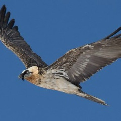 Алихан Лолохоев, 05.07, Москва