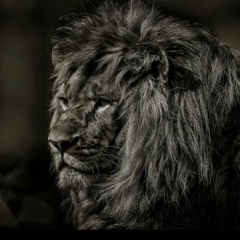 Сурен 777, 11.08.1981, Красноярск