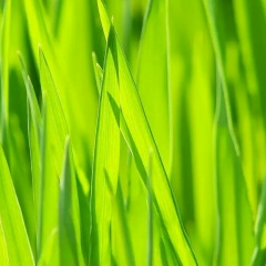 Александр Саленко