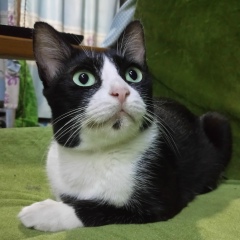 Sann-Sann Naing, 14.02.1978, Yangon