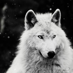 Исмаил Батаев, Москва