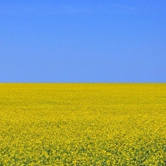 Віктор Федорчук, Киев