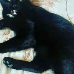 Эльдар Хупсергенов, Москва