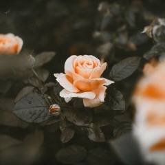 Adil Sharafiyev, 21.08.1994, Астана