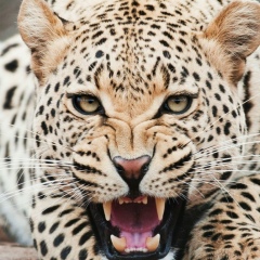 Rifat Mullayanov, 09.05