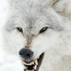 Евген Евгенов, 10.12.1979, Москва