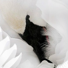 Дмитрий Лебедь, 07.06.1986, Киев