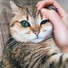 Амирхан Тарамов, 29.08