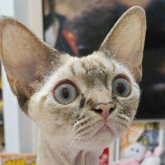 Надежда Екимова, Великие Луки