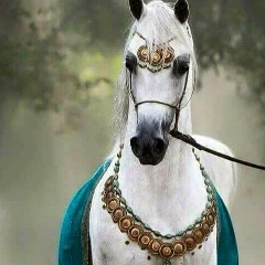 Alaa Daas, 24.01.1978, Amman