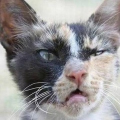 Руслан Забиров, 19.04.1984, Зеленоград