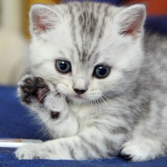 Светлана Самохина, 11.12.1989, Москва