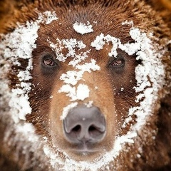 Игорь Ко, Санкт-Петербург