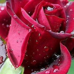 Atiya Akgezova, Самара