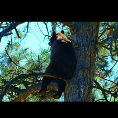 Алина Шафикова, Москва